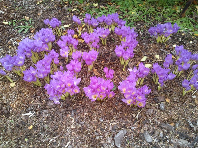 Colchicum autumnale